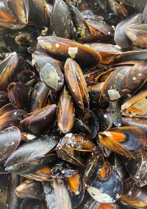 Une photo de Moules roquefort