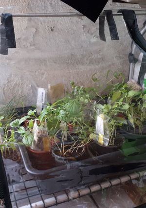 Une photo de Mes semis, piments, citronnelle et herbes aromatiques