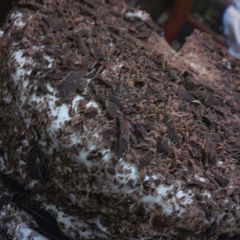 A picture of Chocolate cake.