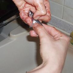 A picture of How to clean anchovies or sardines.