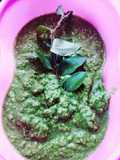 नीम की चटनी(neem ki chutney recipe in hindi)