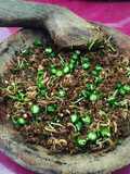 Asam pliek (khas Aceh)