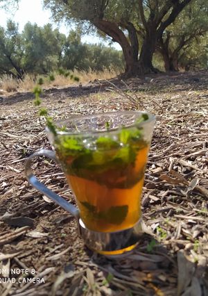 A picture of Moroccan Mint Tea in Nature.