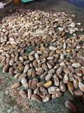 Almendras tostadas