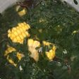Bening Kelor Jagung Manis