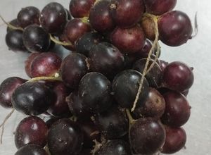 Una foto de El corozo o frutillas silvestres