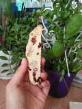 Bánh quy biscotti