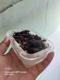 Setup Roti Topping Oreo