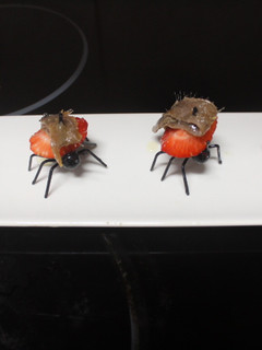 Una foto de Hormigas cargadas de fresas y anchoas