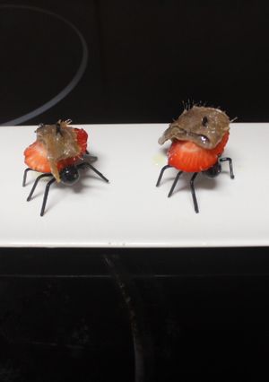 Una foto de Hormigas cargadas de fresas y anchoas