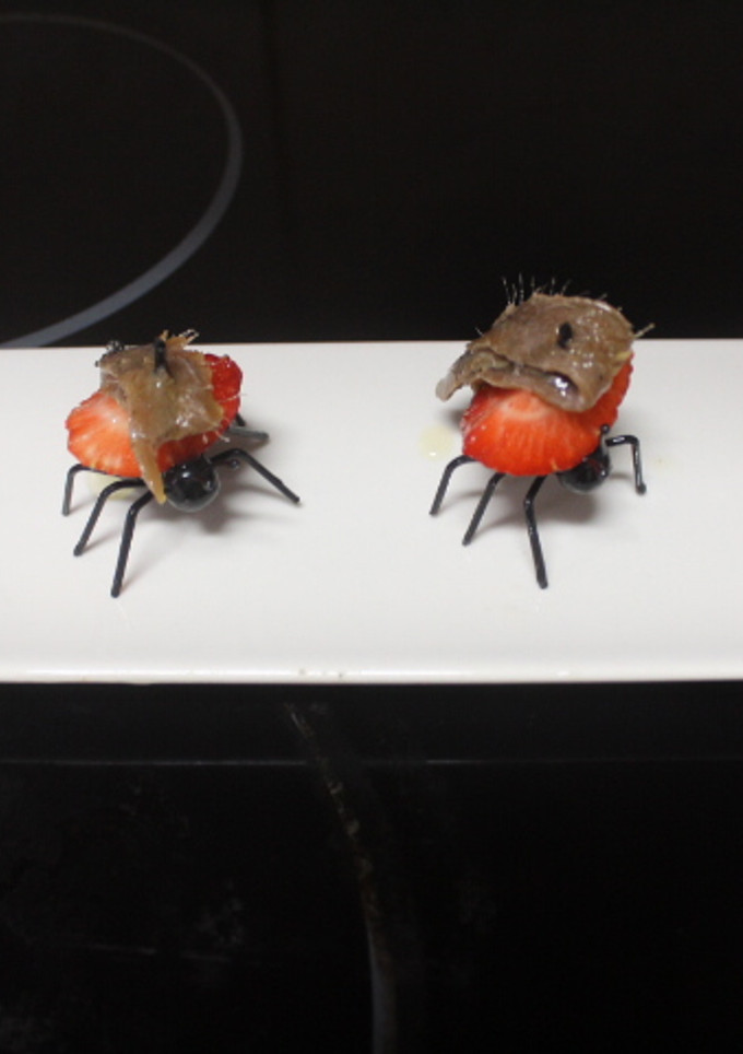 Una foto de Hormigas cargadas de fresas y anchoas