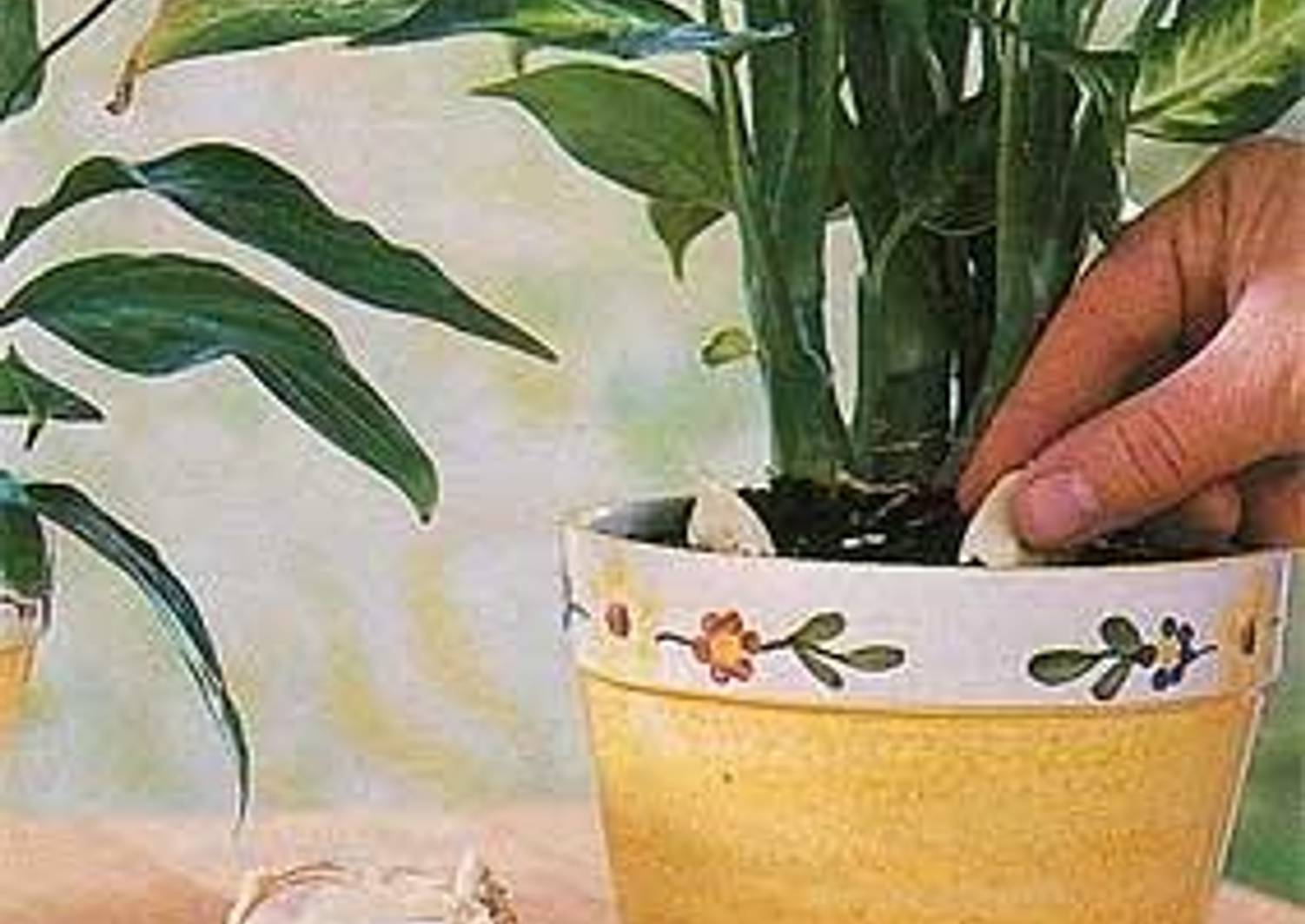 Подсадка чеснока к комнатным растениям: в чем смысл и какова польза необычной процедуры