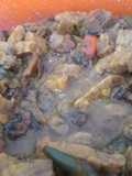 Tumis Remis bumbu Tauco