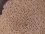 بغرير