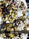 Pops cake كيك بوبس