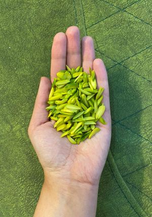 عکسی از دستور خلال پسته