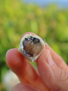 Una foto de Bombones helados con solo 2 ingredientes