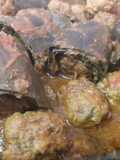Carciofi ripieni di polpette