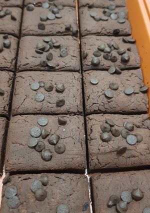 Foto resep Cookie brownie gluten free low calorie