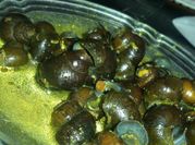 Gambar tutut bumbu kuning