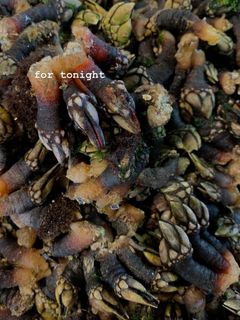Foto de Percebes cozidos