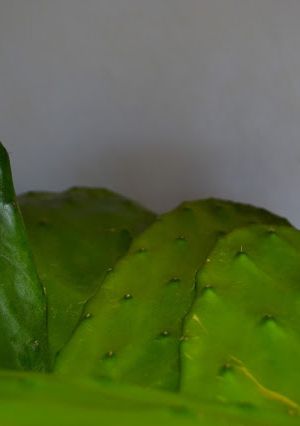 Una foto de Batido de nopal y coco