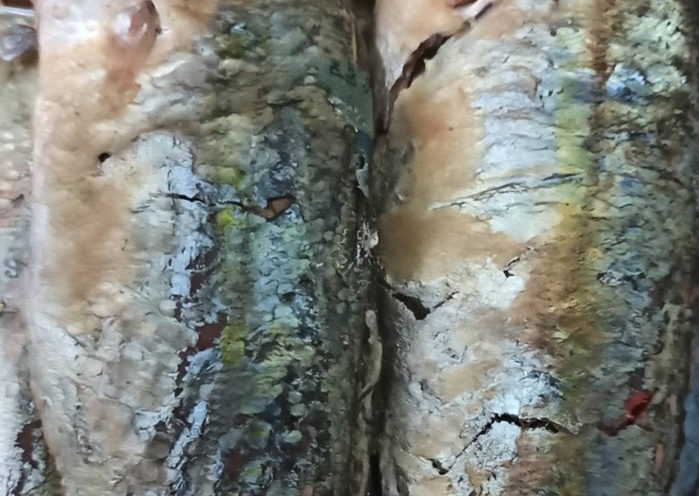 Ikan pindang