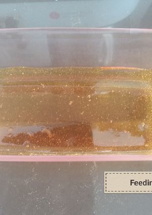 Una foto de Caramelo al #microondas