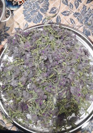 عکسی از دستور گیاه گل کوفته