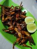 Kodok Goreng Mentega #1