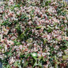 A picture of Ulam Quinoa.
