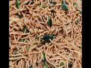 Gambar mie kuning goreng pedas