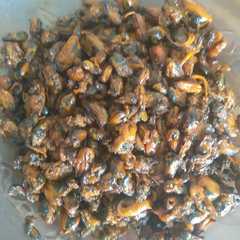 รูปของ kerang goreng mentega 