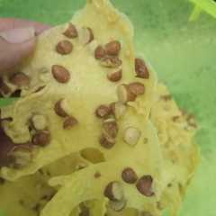 รูปของ Peyek Kacang