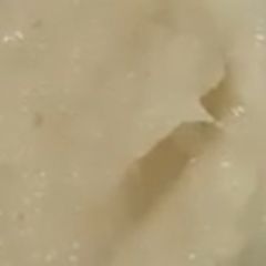 A picture of Lehsan adrak paste.