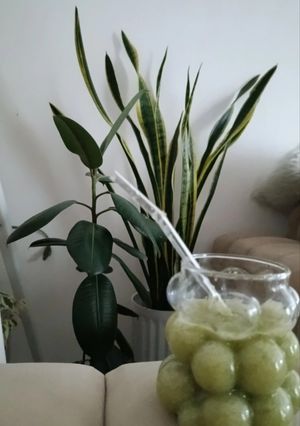 عکسی از دستور اسموتی کلروفیل