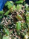 Sesame komatsuna greens