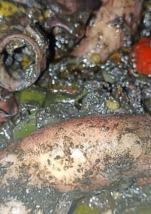 Foto resep Cumi masak hitam pedas