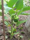 Semillas de Morrón Para la huerta