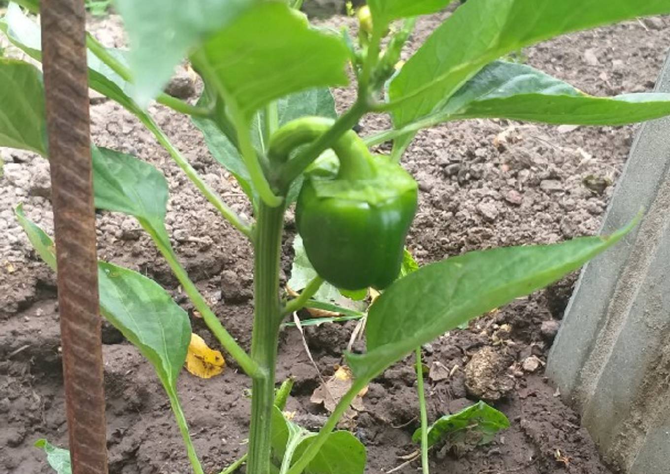 Semillas de Morrón Para la huerta