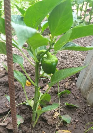 Una foto de Semillas de Morrón Para la huerta