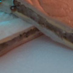 A picture of My Christmas sausage stuffing sandwich.