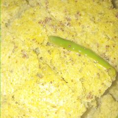 A picture of Broccoli semolina dhokla.