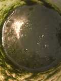 Pesto di menta