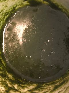 Foto di Pesto di menta