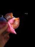 دونات لذيذه 🍩