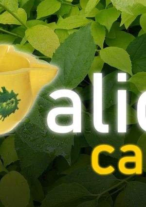 Una foto de Alioli Casero (Video-Receta)