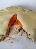Stuffed Burger with Egg and Melted Cheese