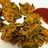 Palak pakode