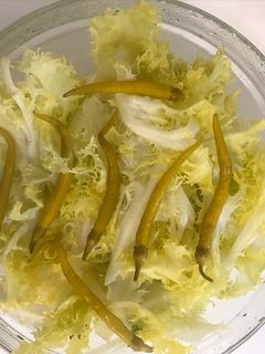 Una foto de Escarola rizada de la huerta tudelana con guindillas piparras
